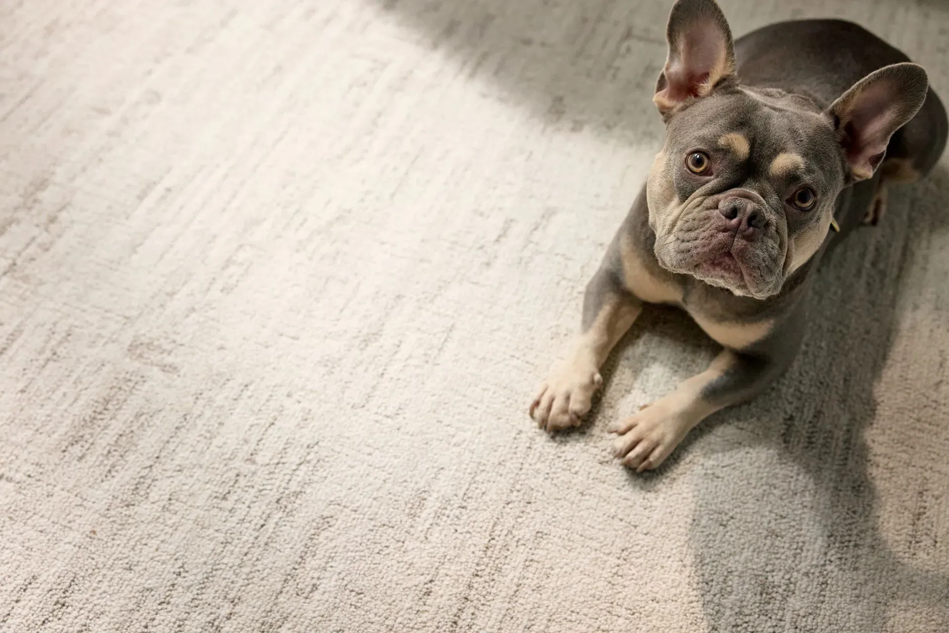 A French Bulldog with gray and tan fur lies on a textured beige carpet, looking up with an attentive expression. Sunlight softly illuminates the scene.
